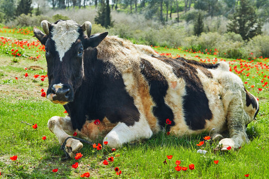 Cow lying on the grass in blooming anemones, Israel in a watercolor style.