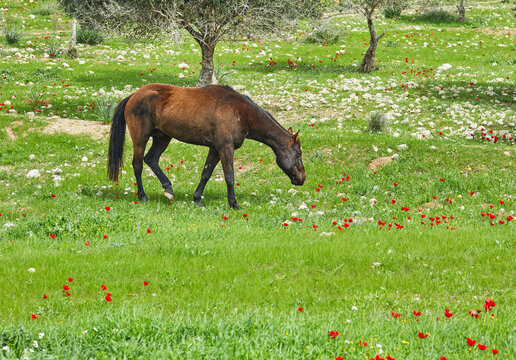 Horses with a foal grazing on the grass with blooming anemones, Israel in the spring.