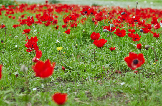 Spring flowering of red flowers anemones in green meadows in southern Israel. Red poppy flowers, national flower of Israel.