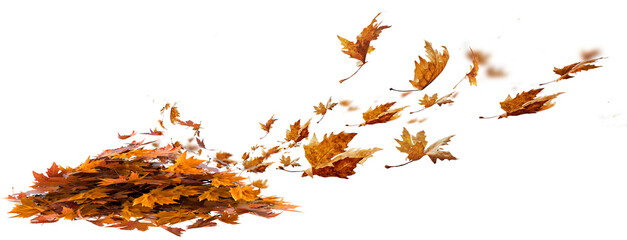 Naklejka premium leaves autumn falling pile background isolated