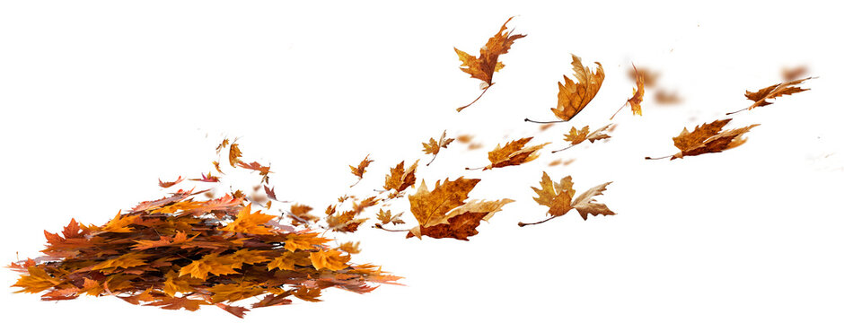 leaves autumn falling pile background isolated