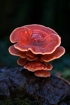 Centered reddish-brown lingzhi mushroom growing on rock, golden halo at cap edge, natural cloud patterns on surface, dark grey rock and wet moss below, deep green to black forest background, natural h