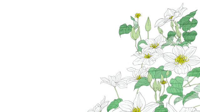 白いテッセンの花とつるの手描き水彩コーナーフレームイラスト（クレマチス・ボタニカル・初夏・背景透過）
White clematis flowers and vines hand-drawn watercolor corner frame illustration (tessen, botanical, early summer, transparent PN