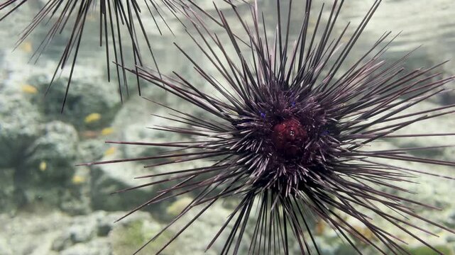 Sea Urchins in an Aquarium Display Tank &ndash; Marine Life and Aquatic Exhibit.
