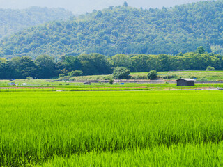 Obraz premium Lush Green Rice Fields in a Japanese Satoyama Landscape in Summer
