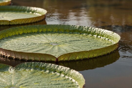 Captures Close View Of Large Water Lily Leaves Floating On Surface Calm Waters Main Subject One Prominent Greenish Yellow Leaf In Sharp