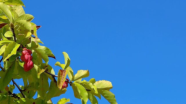 Beautiful Pink Kobus Magnolia Berries Against a Clear Sky Blue Sky Background,4K