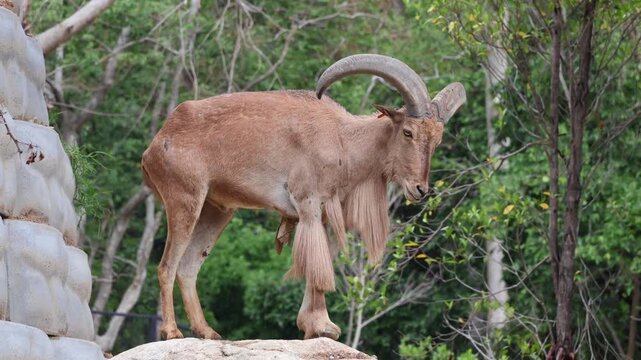 Footage of majestic Barbary sheep standing on a rocky boulder and twitching to shake off insects