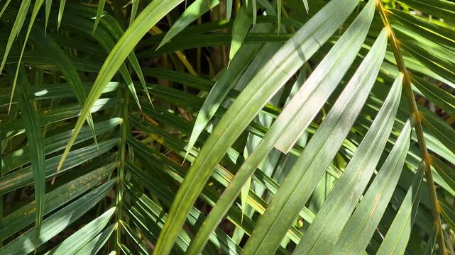 Close Up Green Palm Leaves Fronds Swaying in Bright Sunlight Tropical Outdoor Background