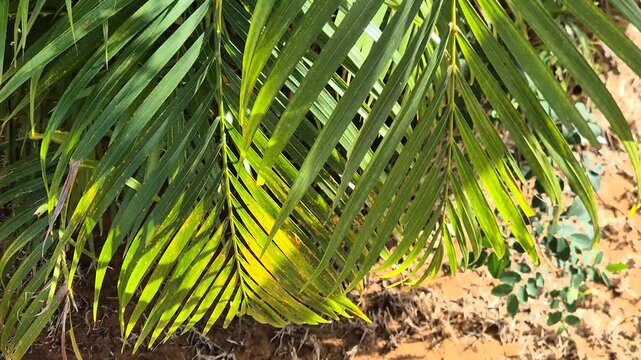 Close Up Green Palm Leaves Fronds Swaying in Bright Sunlight Tropical Outdoor Background