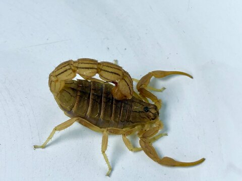 Scorpion Close Up on White Background &ndash; Detailed Arthropod Wildlife Photography