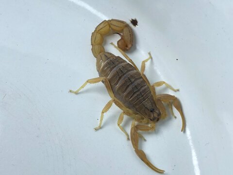 Scorpion Close Up on White Background &ndash; Detailed Arthropod Wildlife Photography