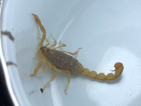 Scorpion Close Up on White Background &ndash; Detailed Arthropod Wildlife Photography