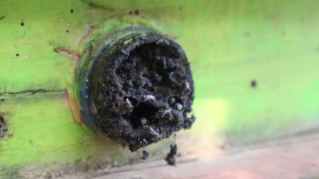 Footage of stingless honey bees flying around at nest entrance made of propolis and geopropolis