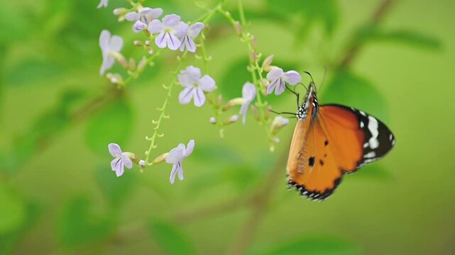 Serene Plain Tiger Butterfly Foraging for Nectar Among Purple Flower Clusters Against Sunlit Green Bokeh Background Followed by Continuously Flying to Multiple Flowers and Eventually Leaving the Frame