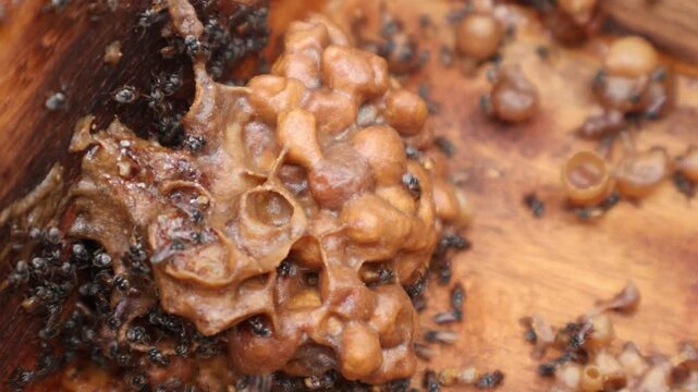 Inside a stingless bee hive showing brood cells with larvae and propolis food pots containing honey and pollen