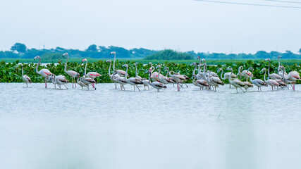 flock of flamingos © Anshul