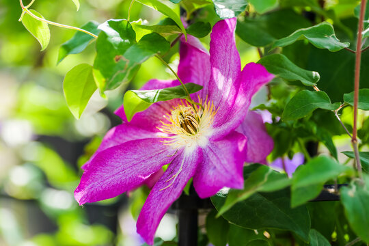 HD flower material: close-up photography of the purple-red clematis stamens in the sunlight