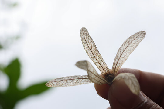 Macro photograph of human hand holding delicate winged seed against bright background, highlighting intricate veins, natural texture, and quiet botanical fragility