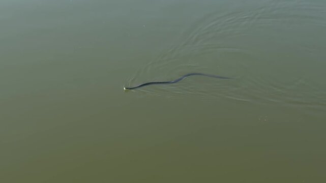 Grass snake (Natrix natrix) swimming on murky green river water, head above the surface, body undulating and leaving ripples. High-angle wildlife view in natural freshwater habitat