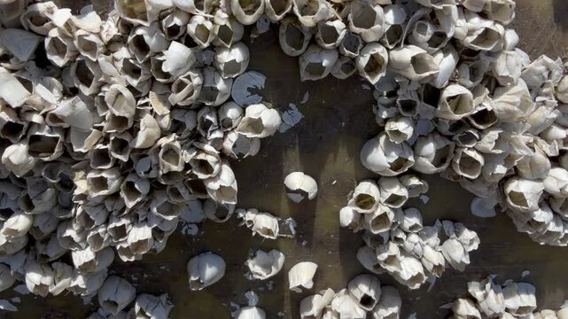 Dense colony of acorn barnacles encrusting a scratched steel surface raised from the sea, chalk-white conical shells and broken fragments in hard sunlight. Marine biofouling close-up