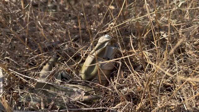 Unexploded KOBE 3B30 dual-purpose cluster submunition with its stabilizer ribbon lying hidden in dry grass on a humanitarian demining site under hard midday sun