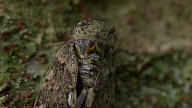 木の幹を上へ歩くニイニイゼミ（Platypleura kaempferi）のマクロ映像