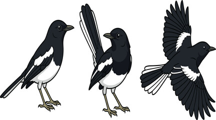 Fototapeta premium Oriental Magpie Robin Bird Character Icon Set Featuring Standing Perching and Flying Poses for Wildlife Nature Conservation and Asian Fauna Graphic Designs