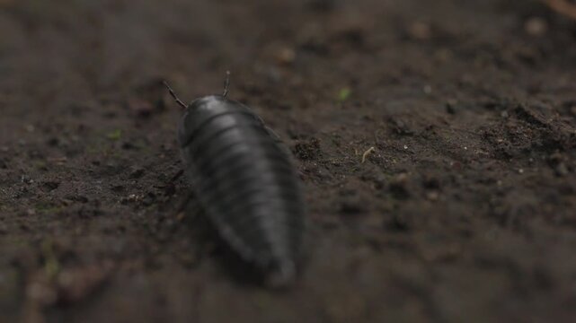 地面で静止した後、走り出すシデムシの幼虫のマクロ映像