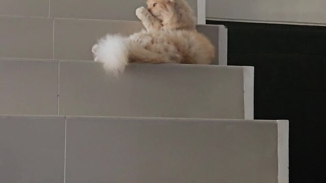 cat and mouse,Fluffy ginger cat stretches on modern gray stairs. Cat grooming itself.Soft fur contrasts with sleek, minimalist step design. Cat's playful pose adds charm