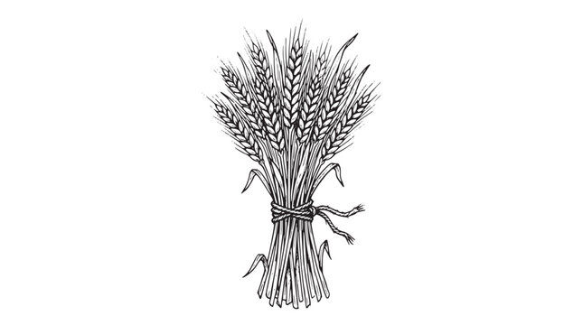 Vintage wheat sheaf illustration, hand drawn grain stalks bundle, black and white agricultural harvest vector for bakery branding