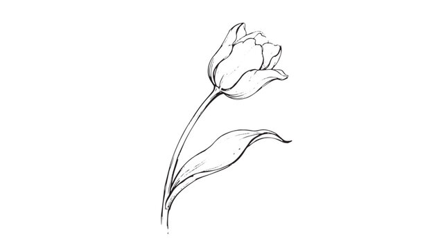 Minimalist tulip flower line art, elegant hand drawn floral sketch vector, botanical blossom illustration for wedding invitations