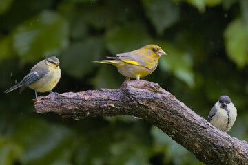 An Eurasian blue tit, Cyanistes caeruleus, European greenfinch, Chloris chloris, and great tit, Parus major, stand together on a wet, mossy tree branch in the rain. © alan1951