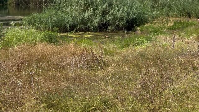 Heron standing in the shallows of an overgrown river backwater and taking off over green reeds, with duckweed on still water and dry golden grass in the foreground