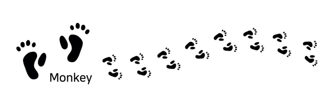 22.Monkey. These are monkey footprints. A vector illustration of a monkey&rsquo;s footprint shape and footprint trace.