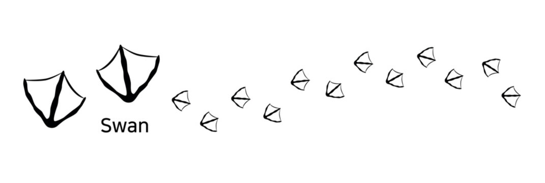 27. Swan.  These are swan footprints. A vector illustration showing the shape of a swan&rsquo;s webbed footprints and the trail it has walked.