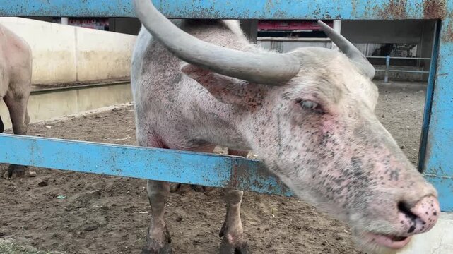 Albino Water Buffalo Hand-Feeding Morning Glory at Farm