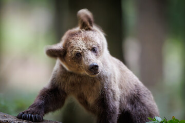 Cute brown bear cub (Ursus arctos) with tilted head looking at camera in forest © Branislav