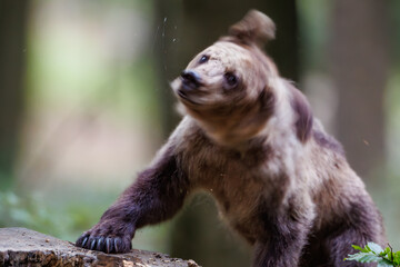 Cute brown bear cub (Ursus arctos) with tilted head looking at camera in forest © Branislav