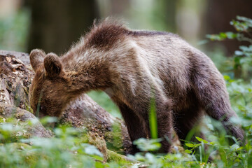 Brown bear cub (Ursus arctos) foraging and sniffing a mossy stump in the forest © Branislav