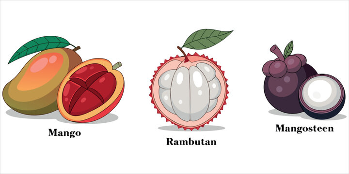 Tropical Exotic Fruit Collection with Mango, Rambutan and Mangosteen &ndash; Hand Drawn Vector Illustration