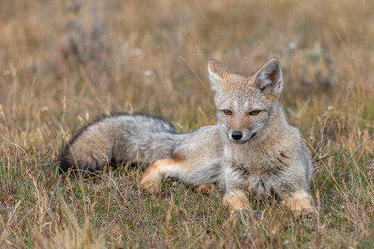 Wild South American gray fox (Lycalopex griseus) also known as the Patagonian fox, the chilla or zorro gris (gray fox or gray zorro). Patagonia Chili.  