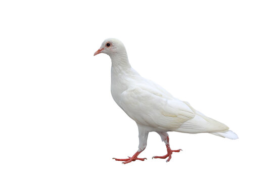 Beautiful of White dove standing isolated on transparent background png file	