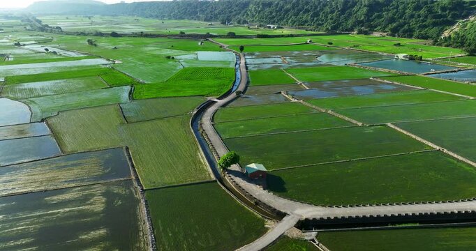 High angle aerial view of vibrant green rice paddies and flooded fields forming a patchwork rural landscape
