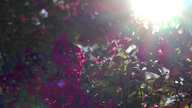 Vibrant Pink Crape Myrtle Changing Expressions Under Backlit Sunlight,4K
