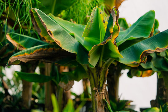 Banana tree displaying its large green leaves with prominent dry, brown edges, illustrating natural aging and the robust growth of tropical plants in a garden environment
