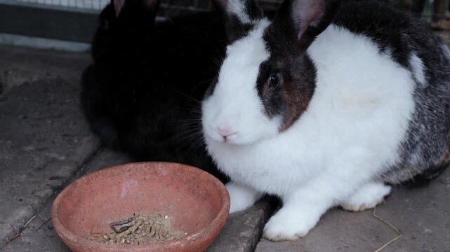 Domesticated black and white bunny eating dry pet food with a calm and gentle movement
