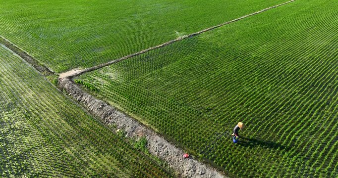 High angle aerial view of a farmer working in a neatly aligned green rice paddy