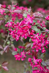 Naklejka premium Beautiful Vibrant Magenta Crabapple Blossoms in Full Bloom on a Branch During Springtime 