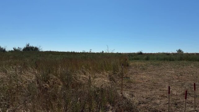 Wooden stakes with red tops mark the edge of ground cleared during an explosive ordnance survey, dividing bare soil from dry overgrown steppe grass under a cloudless sky